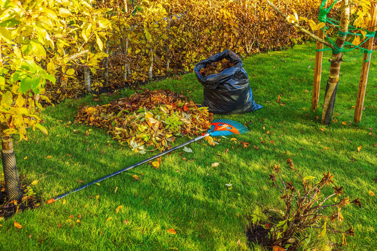 Beautiful autumn garden view with raked fallen leaves on green lawn during seasonal yard cleanup